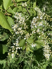 Prunus padus