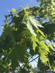 Acer platanoides