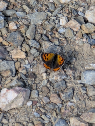 Small Copper