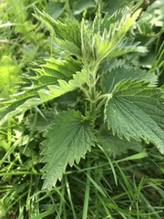 Urtica dioica dioica