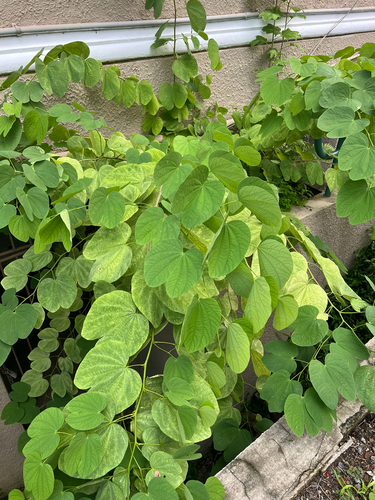 Bauhinia purpurea observed 2026-10-16