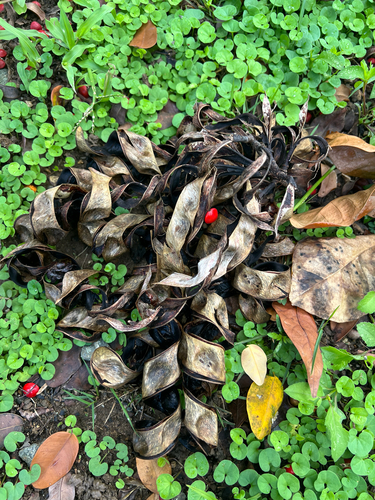 Adenanthera pavonina observed 2026-10-16