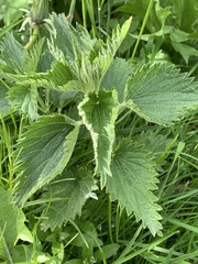Urtica dioica dioica