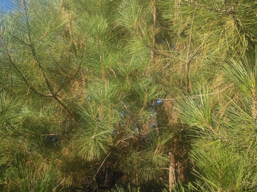 Pinus attenuata, 2026-10-16