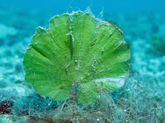 Udotea orientalis