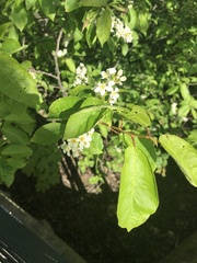 Prunus