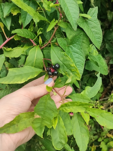 American pokeweed
