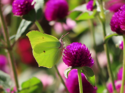 Common Brimstone