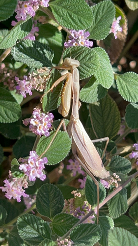 Arizona Mantis