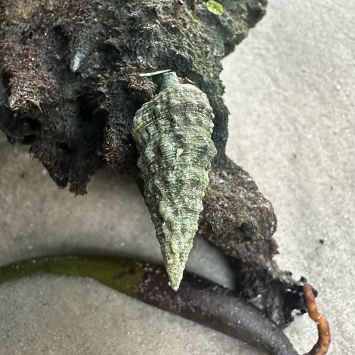 Cerithium atratum observed 2026-10-15