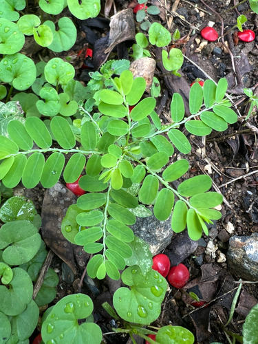 Phyllanthus amarus observed 2026-10-16