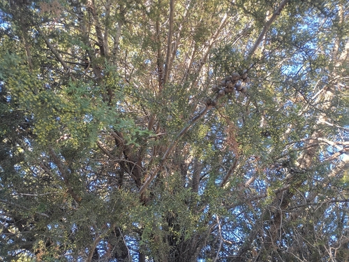 Cupressus goveniana, 2026-10-16