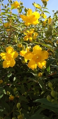 Adenosepalum
