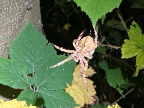 Cross Orbweaver