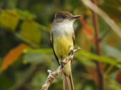 Myiarchus tuberculifer