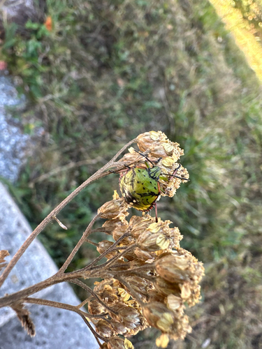 Southern Green Stink Bug