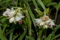 Eulophia diffusiflora