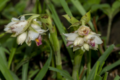 Eulophia diffusiflora
