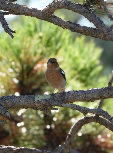 Common Chaffinch