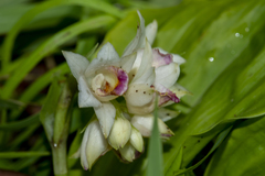 Eulophia diffusiflora