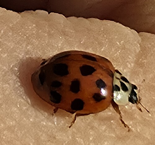 Asian Lady Beetle