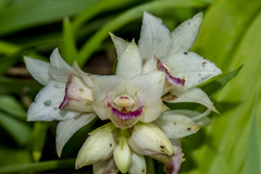 Eulophia diffusiflora