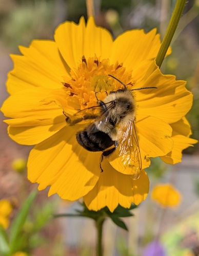 Common Eastern Bumble Bee