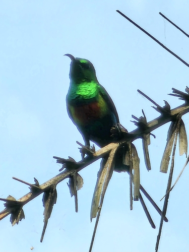 iNaturalist image