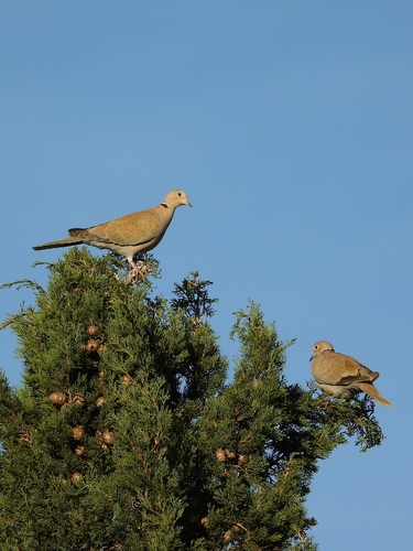 Eurasian Collared-Dove