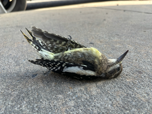 Yellow-bellied Sapsucker