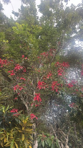 Euphorbia pulcherrima observed 2026-10-13