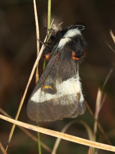 Barrens Buck Moth photo 4