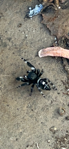 Bold Jumping Spider