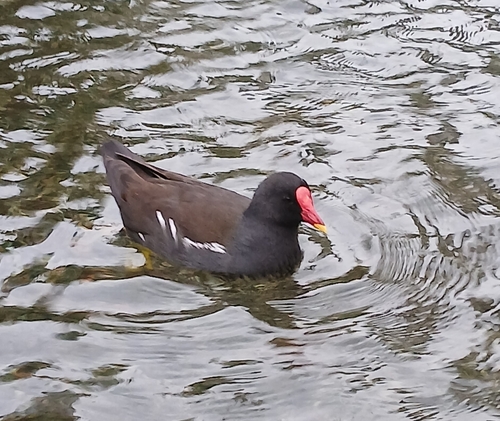 Eurasian Moorhen