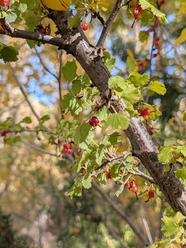 Ribes cereum observed 2026-10-16