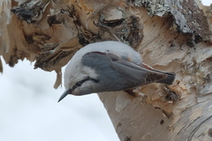 Sitta europaea albifrons