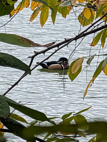 Wood Duck