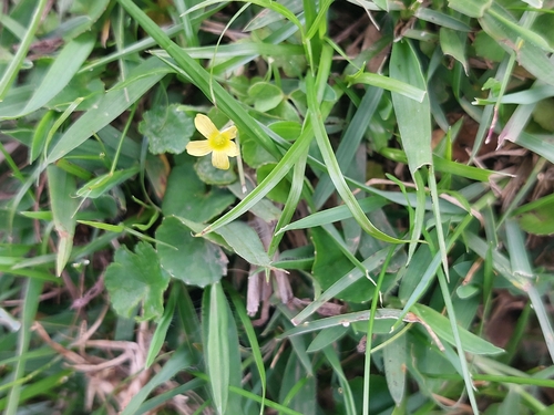 Creeping Woodsorrel