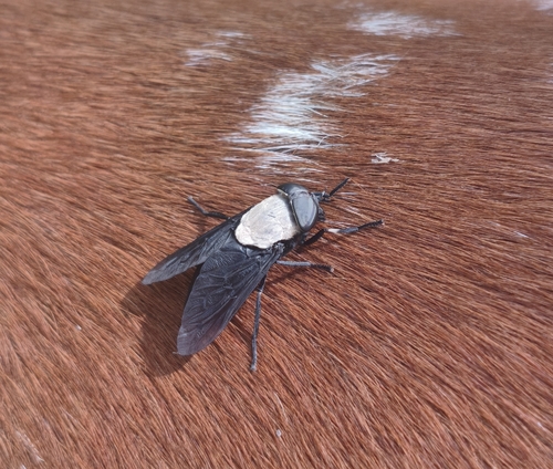 Tabanus punctifer