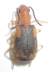 Brachininae