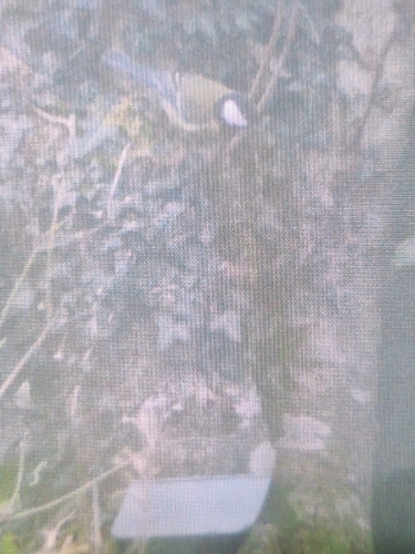 Great Tit
