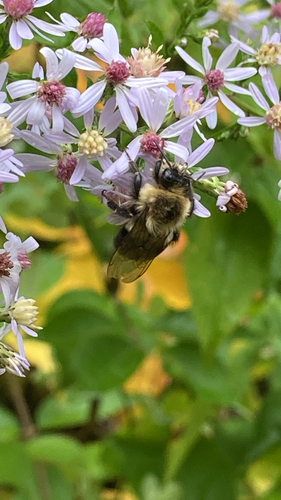 Common Eastern Bumble Bee