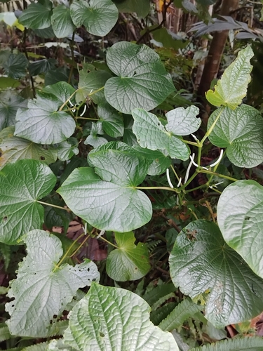 Piper umbellatum observed 2026-10-16