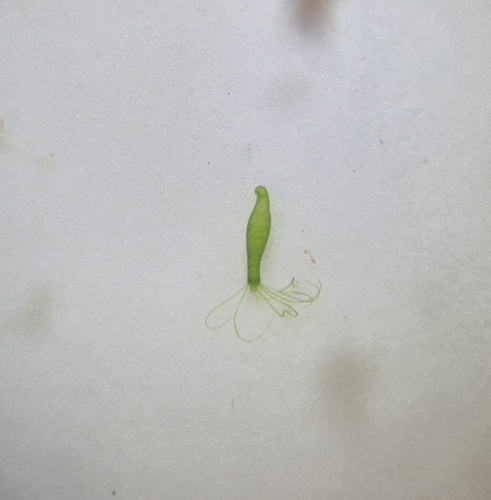 Hydra observed 2026-10-16
