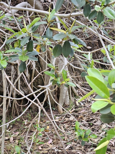 Ficus rubiginosa observed 2026-10-16