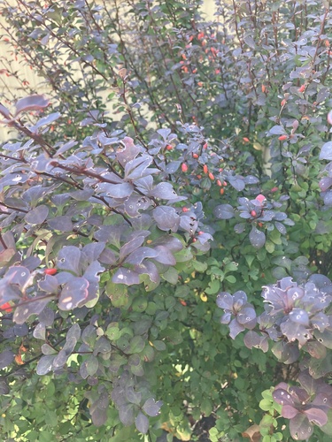 Japanese barberry