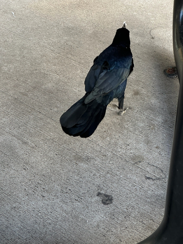 Great-tailed Grackle