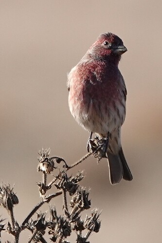 House Finch