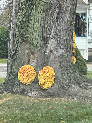 chicken of the woods