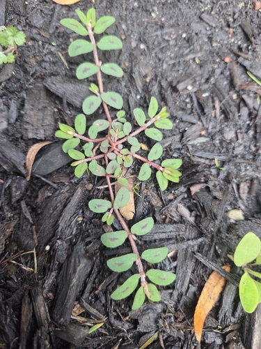 Spotted spurge